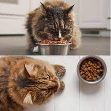 Kedinizi Sağlıklı Beslemek
